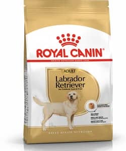 Adult Labrador Retriever1