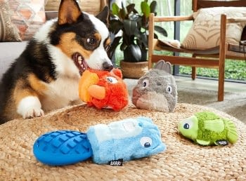 Where To Buy Pet Accessories Online